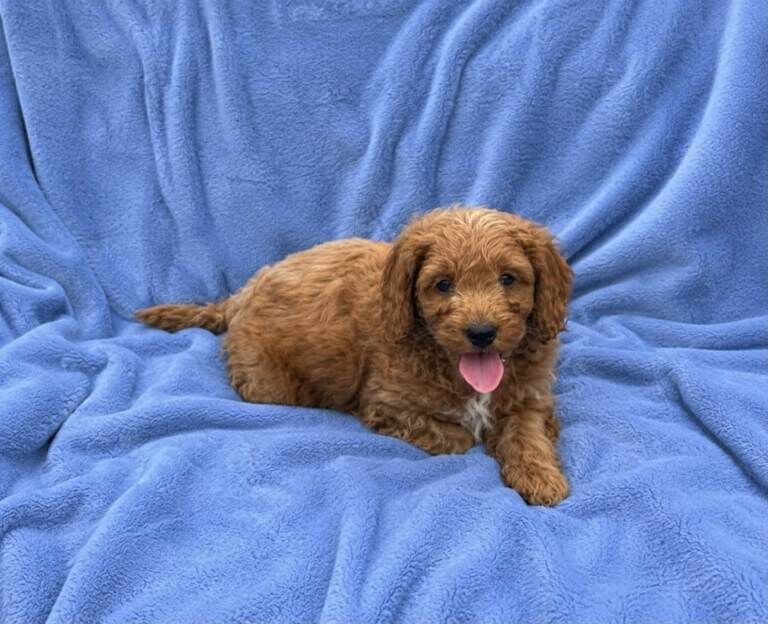 Cockapoo puppies - Image 4 of 4