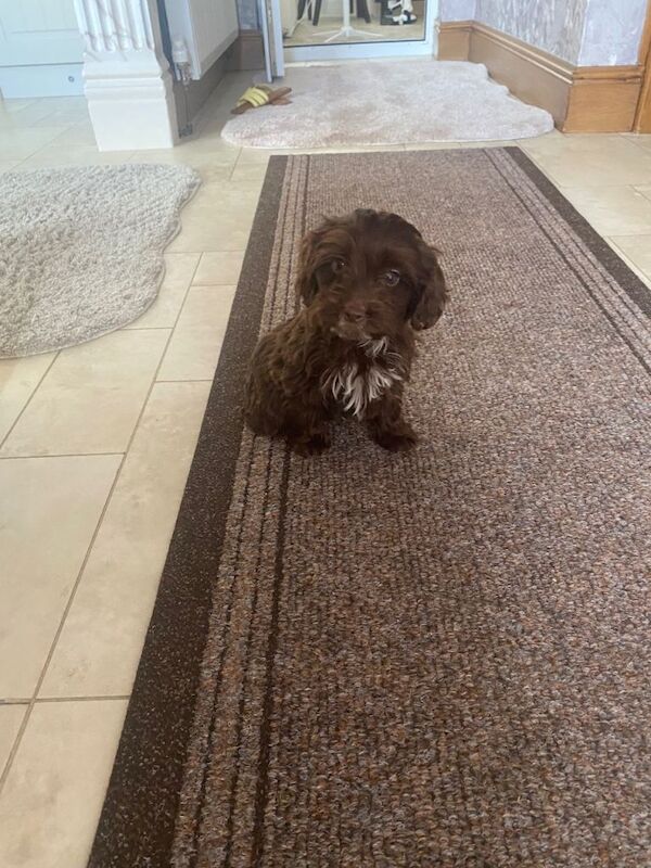 Cockapoo puppies - Image 3 of 3