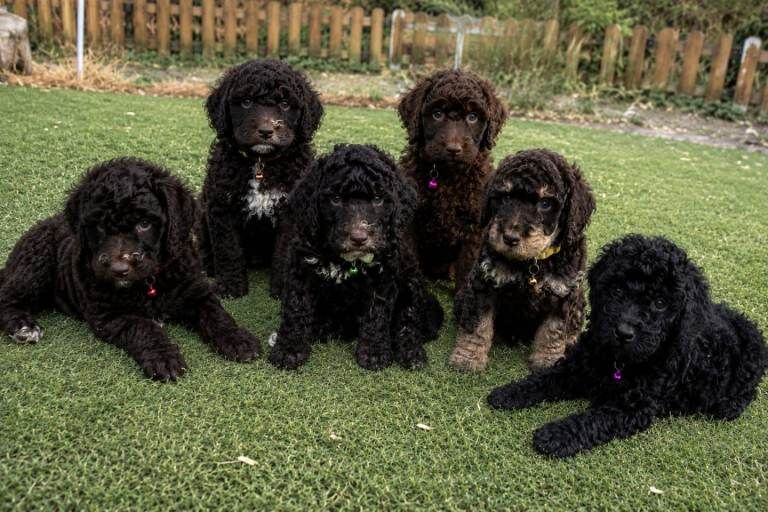 Cockapoo puppies
