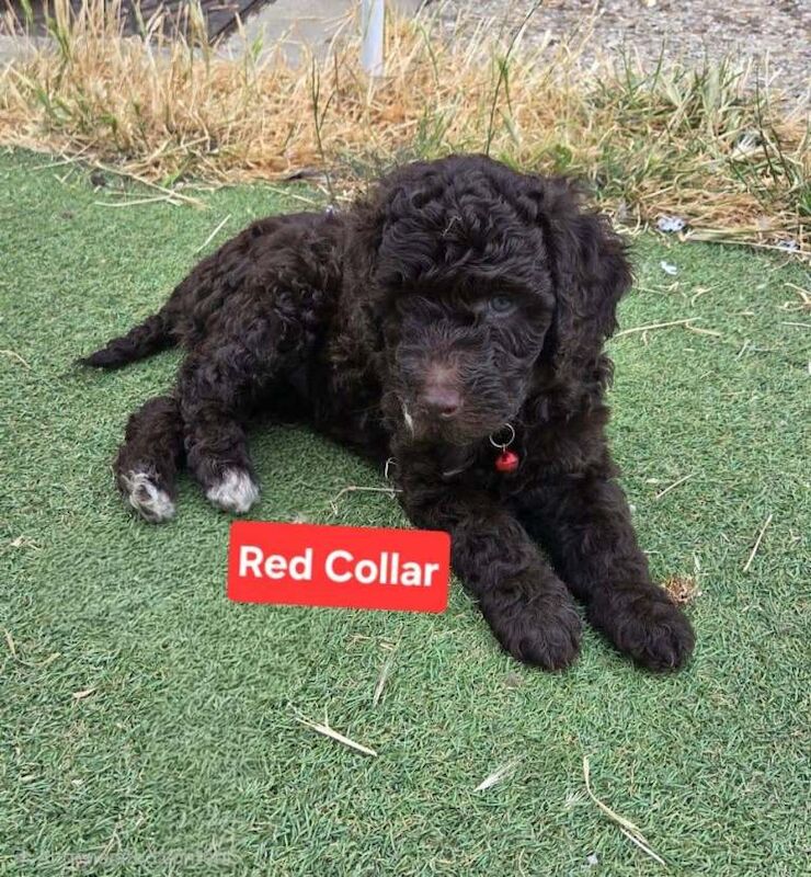 Cockapoo puppies - Image 2 of 3
