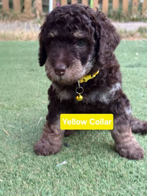 Cockapoo puppies - Image 3 of 3