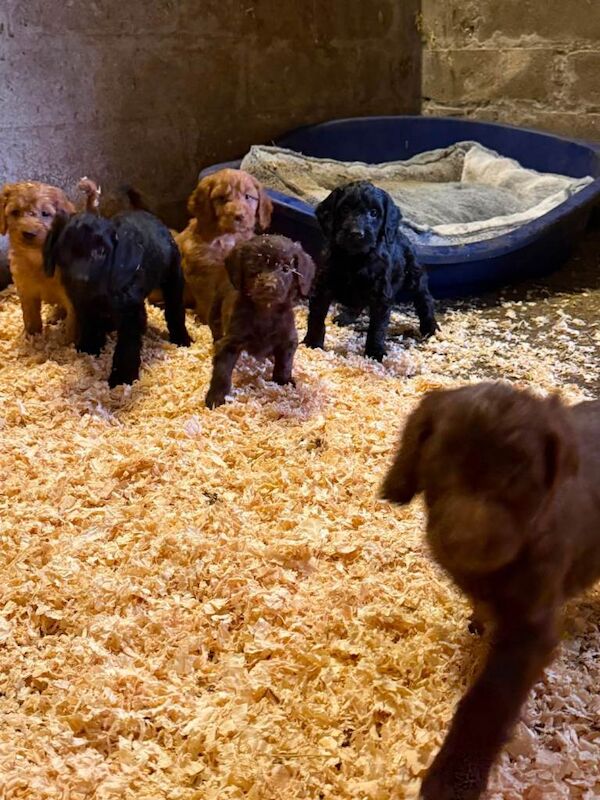 Cockapoo puppies