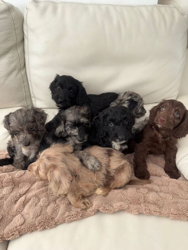 Cockapoo puppies