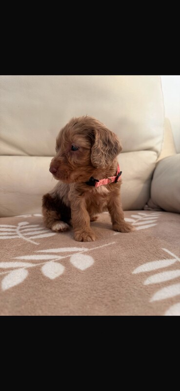 Cockapoo puppies - Image 2 of 5