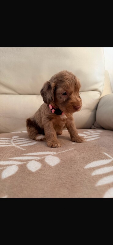 Cockapoo puppies - Image 3 of 5