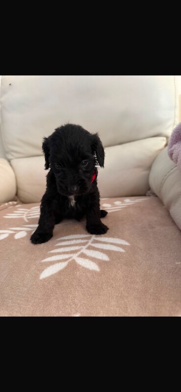 Cockapoo puppies - Image 4 of 5