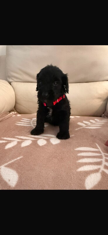 Cockapoo puppies - Image 5 of 5