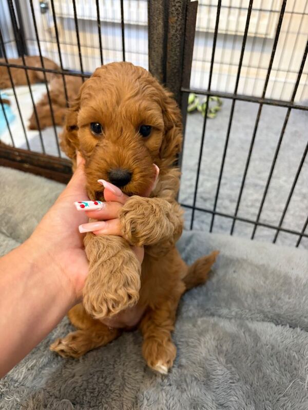 Cockapoo puppies