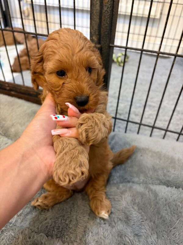 Cockapoo puppies - Image 2 of 4