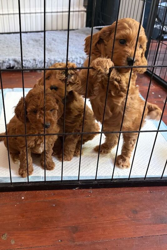 Cockapoo puppies - Image 3 of 4