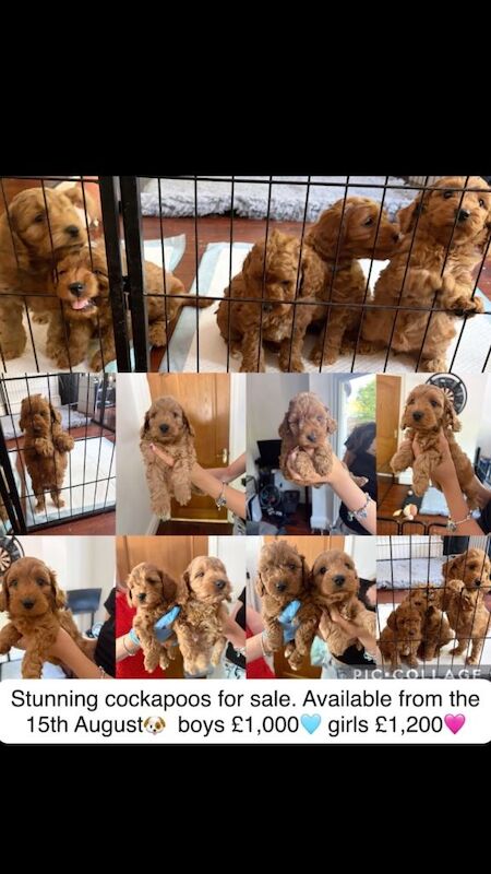 Cockapoo puppies - Image 4 of 4