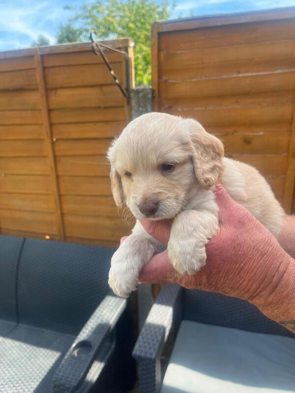 Cockapoo puppies - Image 2 of 4