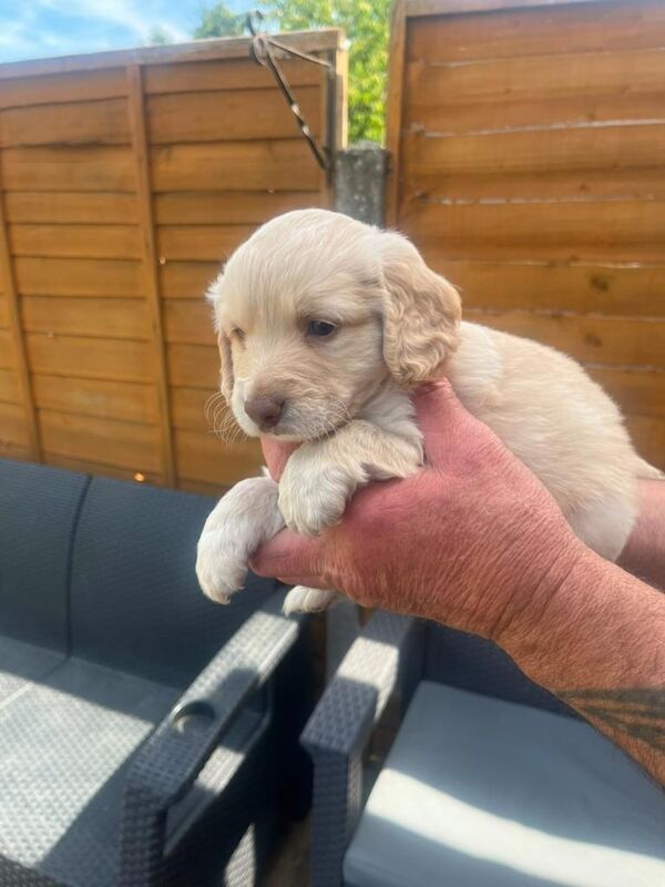 Cockapoo puppies - Image 3 of 4