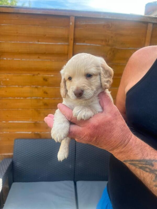 Cockapoo puppies - Image 4 of 4