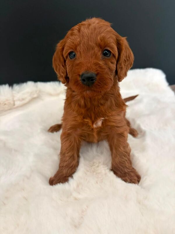Cockapoo Puppies - Image 2 of 3