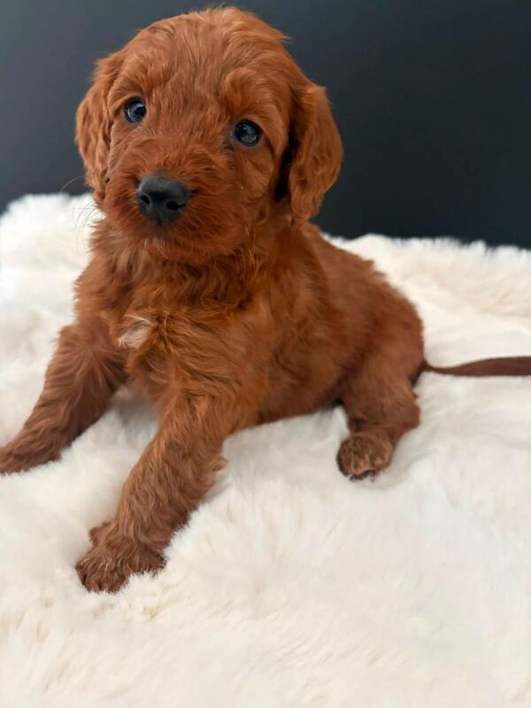 Cockapoo Puppies - Image 3 of 3