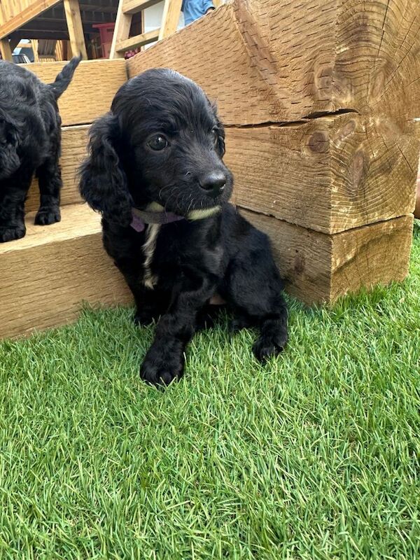 Cockapoo Puppies