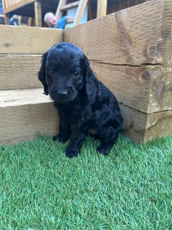 Cockapoo Puppies - Image 2 of 4
