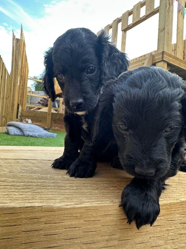 Cockapoo Puppies - Image 3 of 4