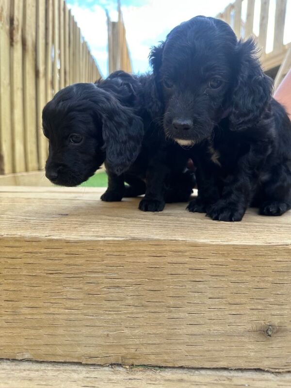 Cockapoo Puppies - Image 4 of 4