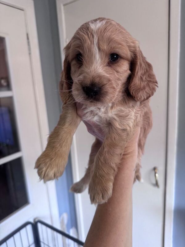 Cockapoo puppies