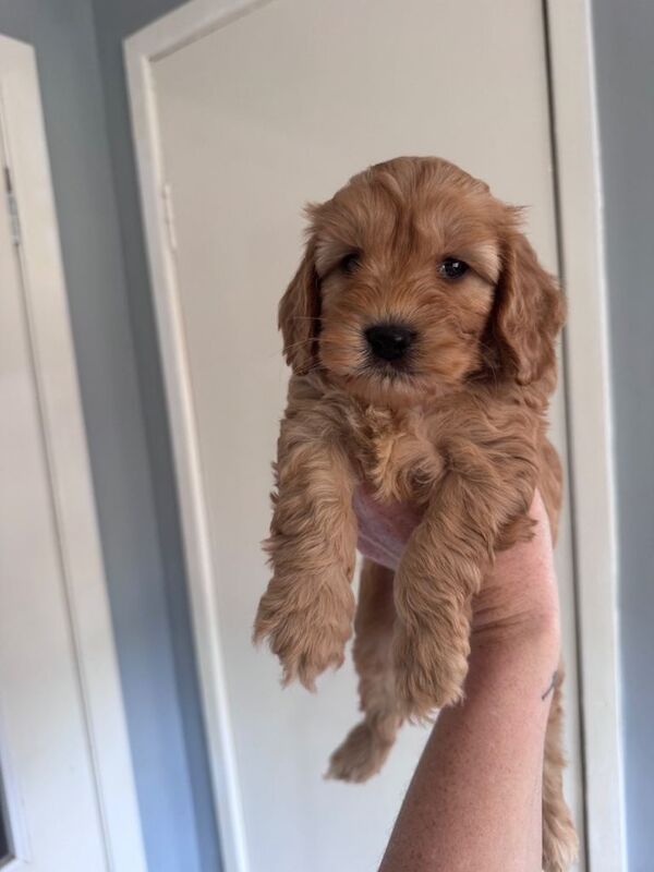 Cockapoo puppies - Image 2 of 4