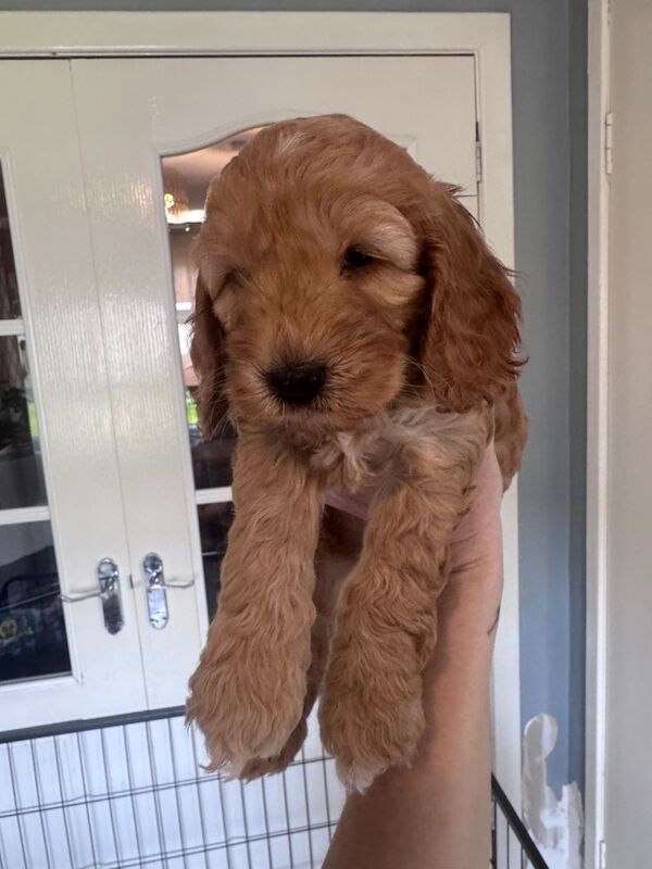 Cockapoo puppies - Image 3 of 4