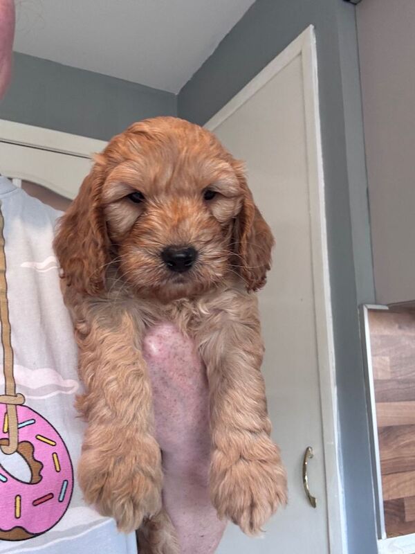 Cockapoo puppies - Image 4 of 4