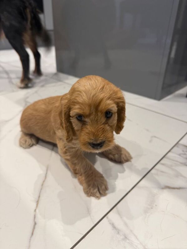 Cockapoo puppies