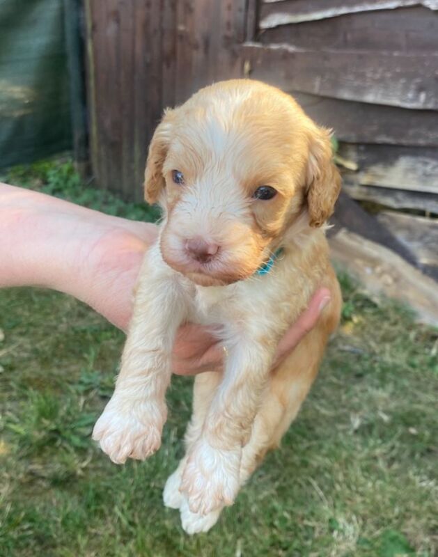 Cockapoo puppies - Image 2 of 5