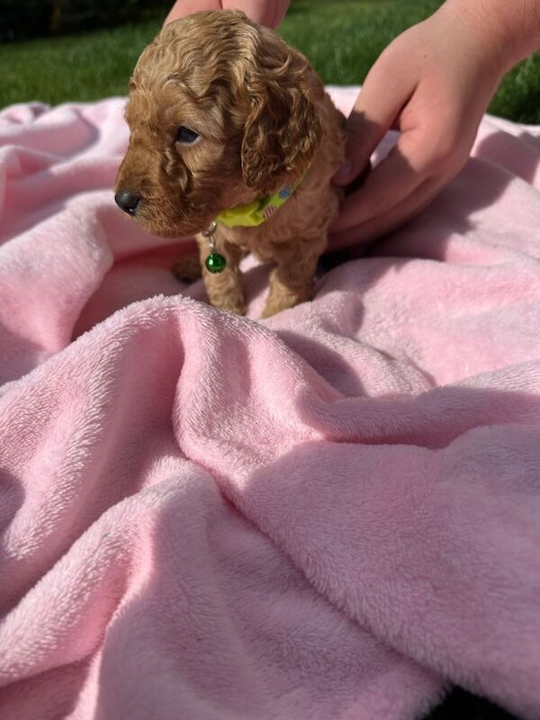 Cockapoo puppies