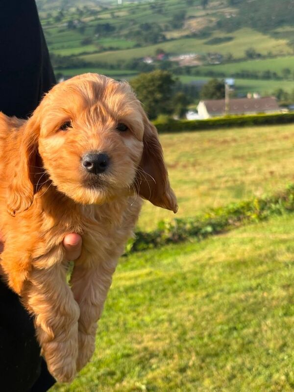 Cockapoo Puppies