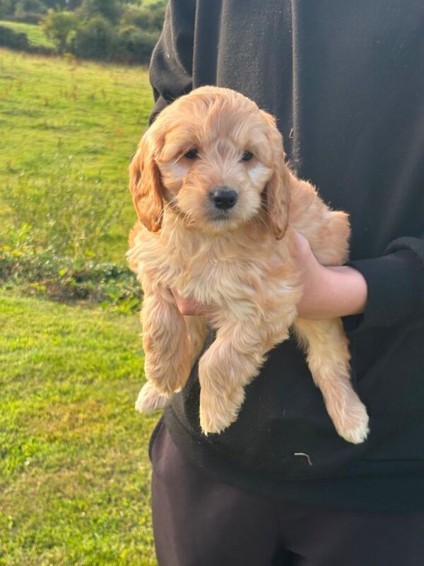 Cockapoo Puppies - Image 2 of 6