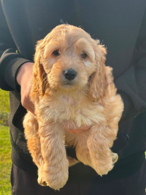 Cockapoo Puppies - Image 3 of 6