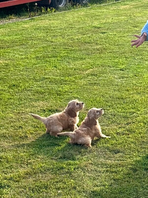 Cockapoo Puppies - Image 4 of 6