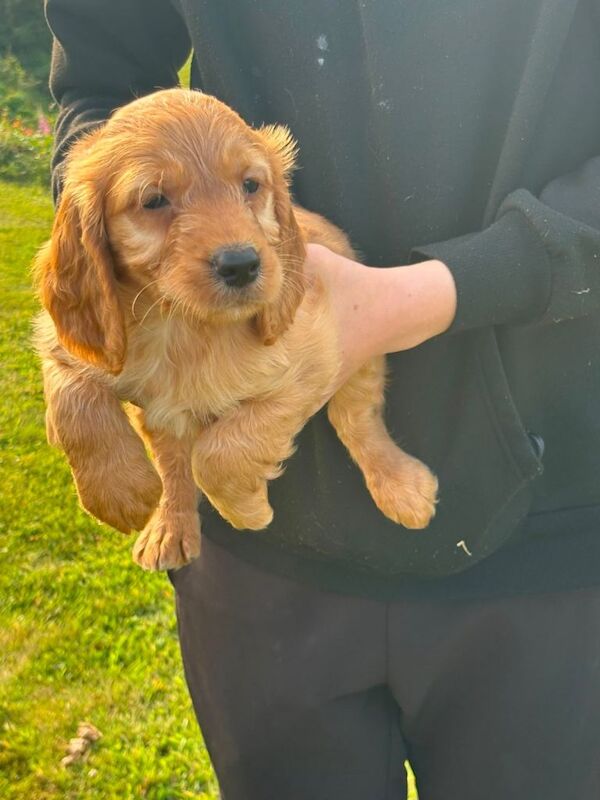 Cockapoo Puppies - Image 5 of 6