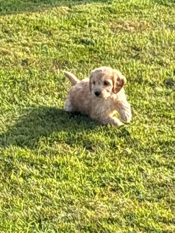 Cockapoo Puppies - Image 6 of 6