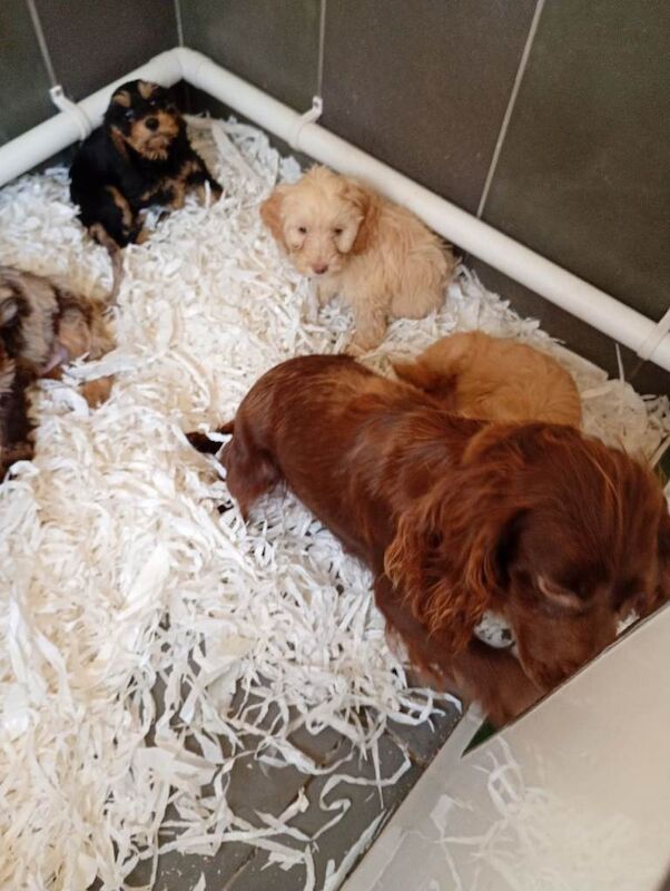 Cockapoo puppies