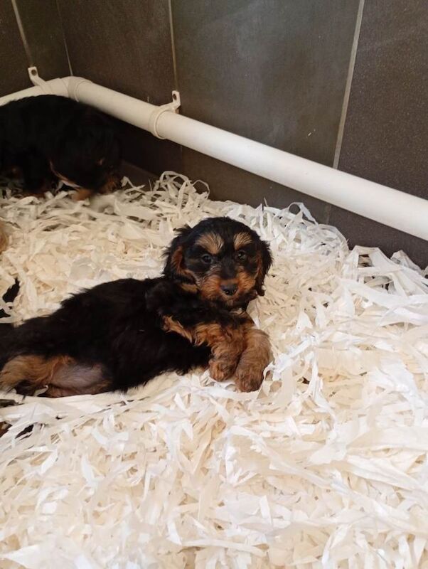 Cockapoo puppies - Image 2 of 5