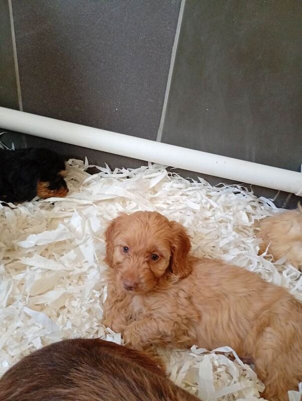 Cockapoo puppies - Image 3 of 5