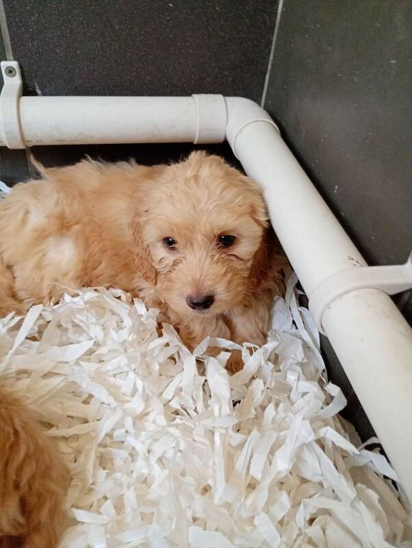 Cockapoo puppies - Image 4 of 5
