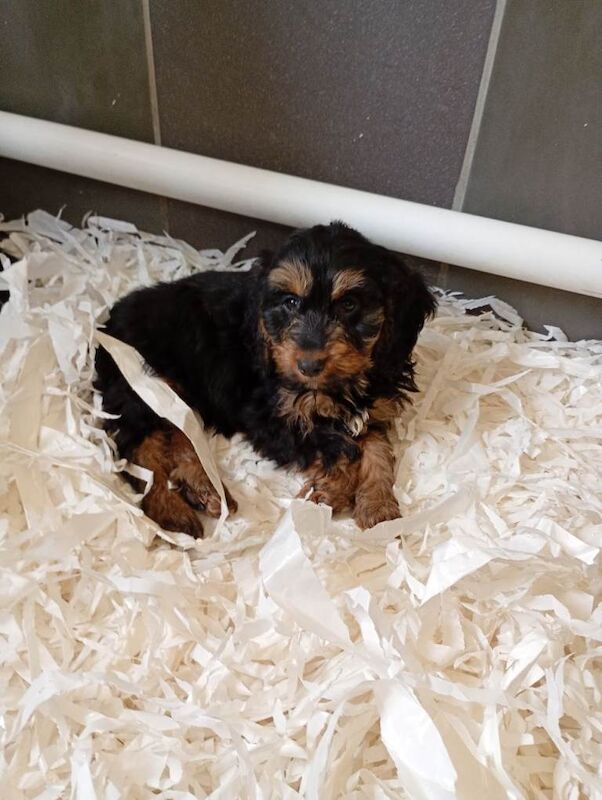 Cockapoo puppies - Image 5 of 5