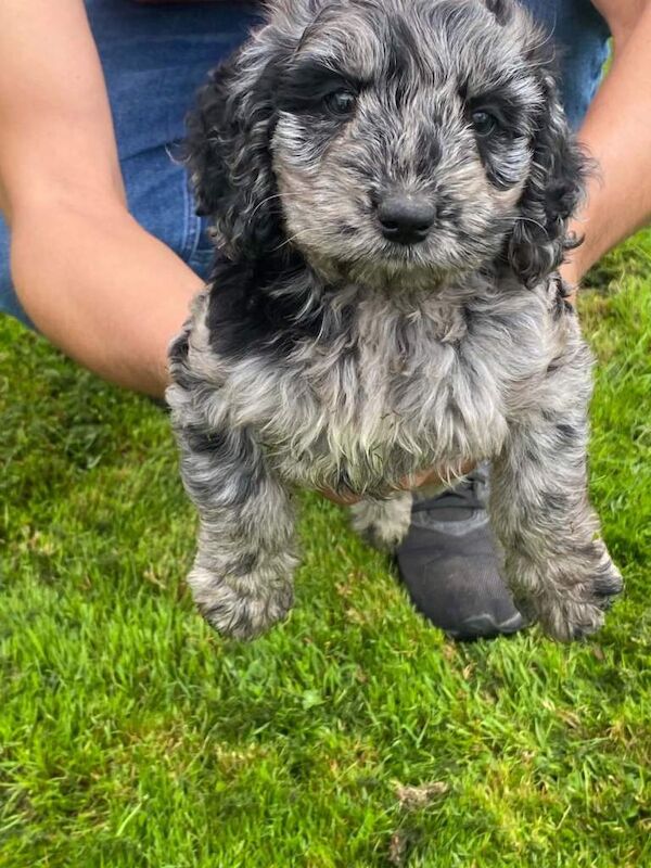 Cockapoo puppies