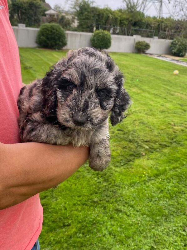 Cockapoo puppies - Image 2 of 4