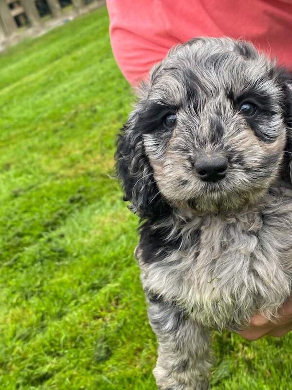 Cockapoo puppies - Image 3 of 4