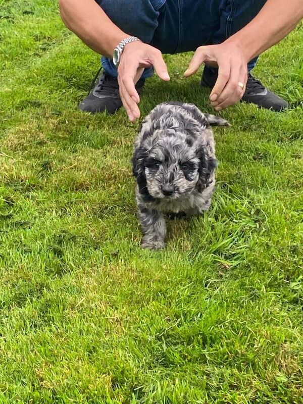 Cockapoo puppies - Image 4 of 4