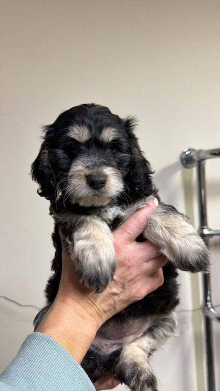 Cockapoo puppies - Image 2 of 4