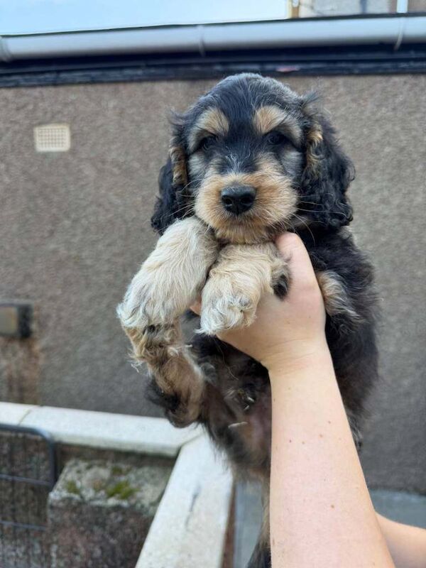 Cockapoo puppies - Image 3 of 4