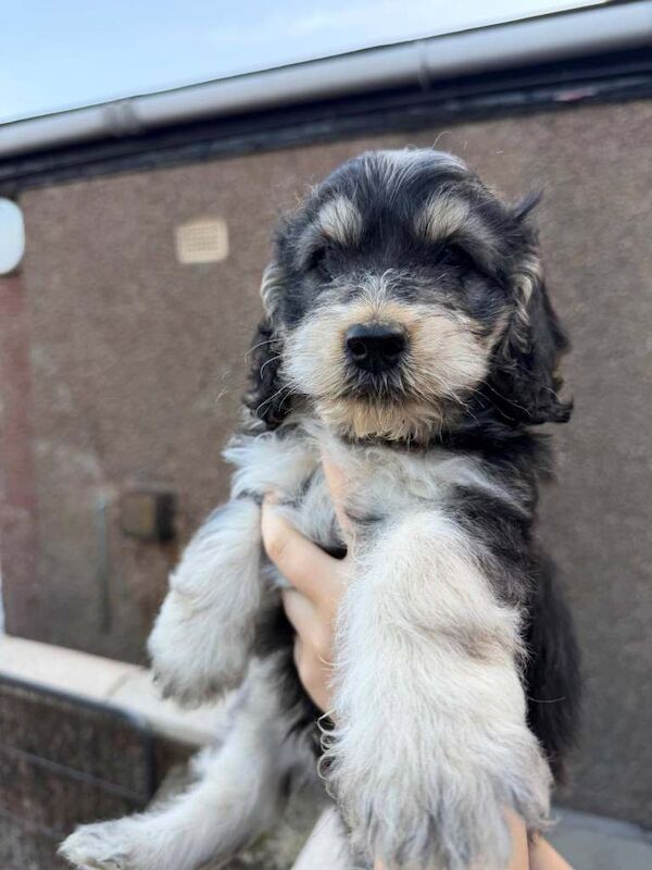 Cockapoo puppies - Image 4 of 4