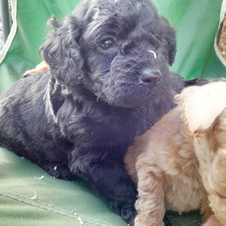 Cockapoo puppies